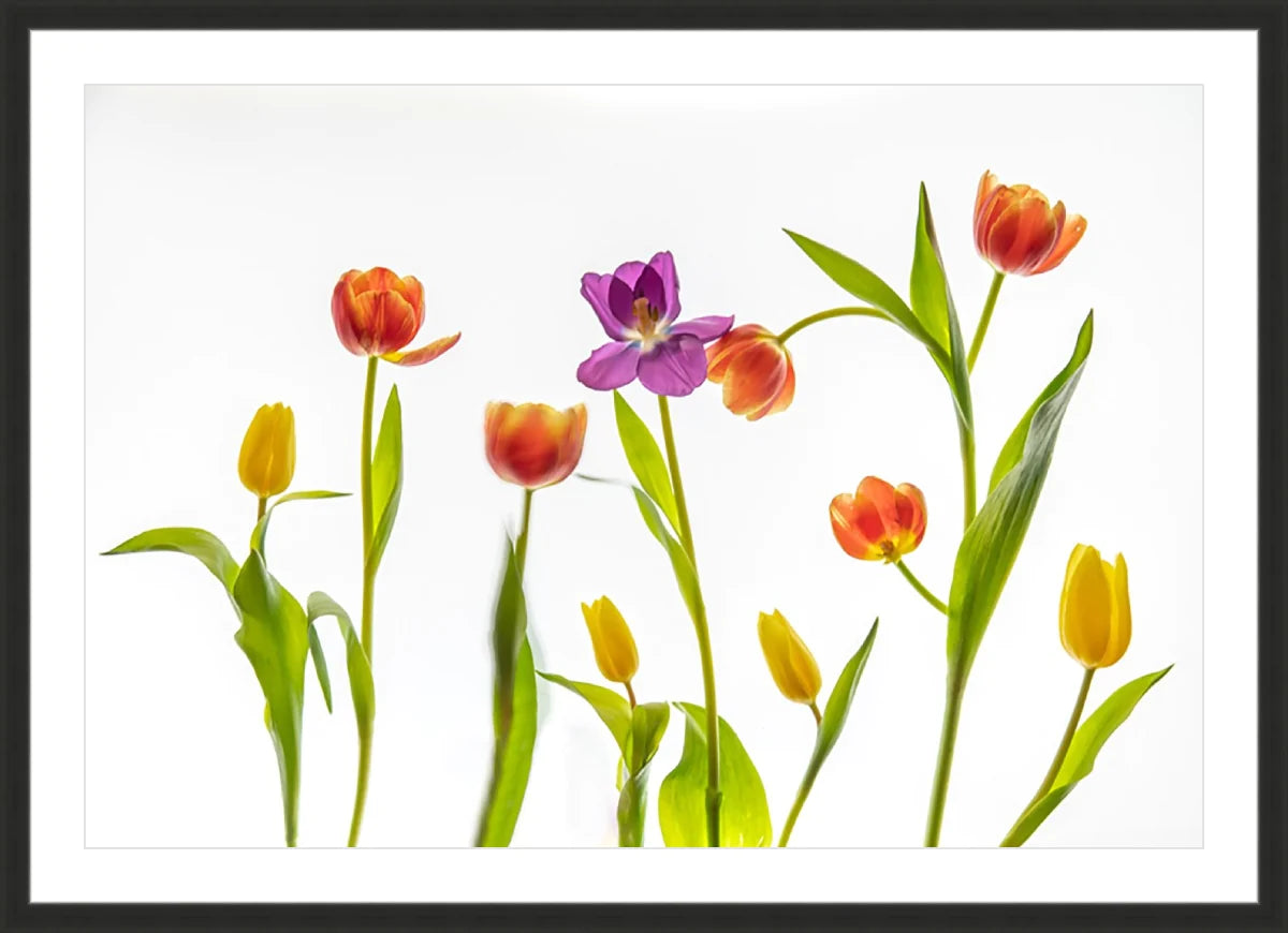 Tulip