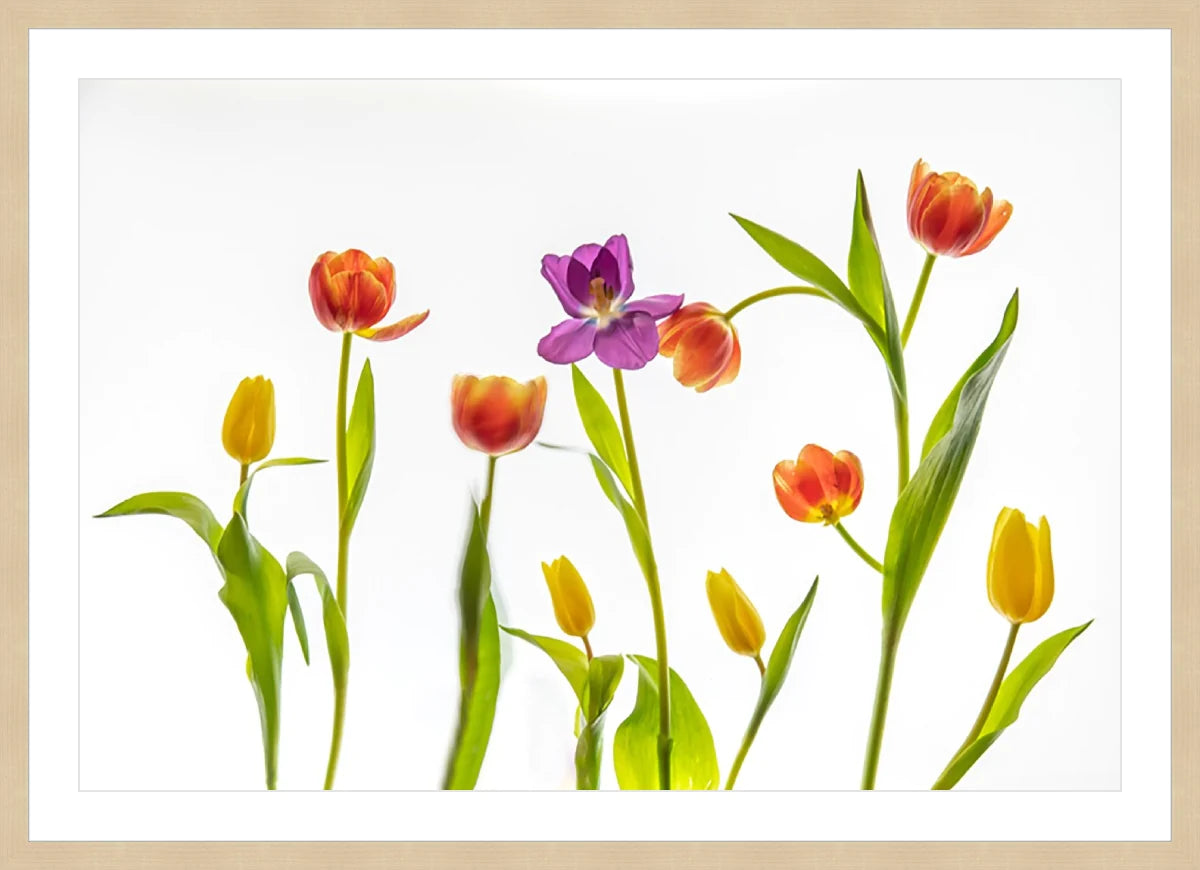 Tulip