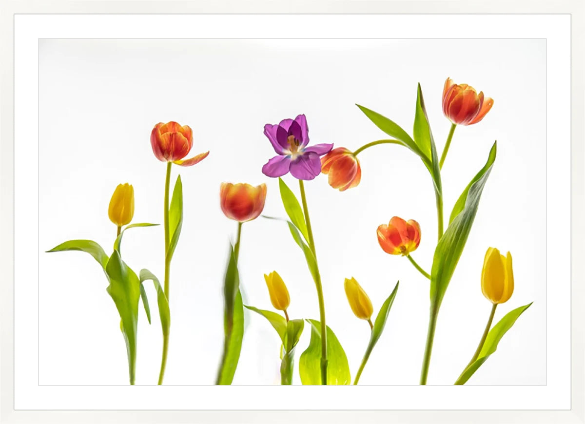 Tulip