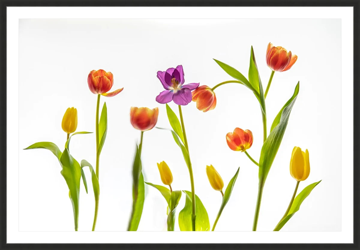 Tulip