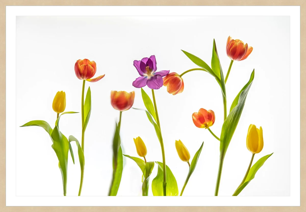 Tulip