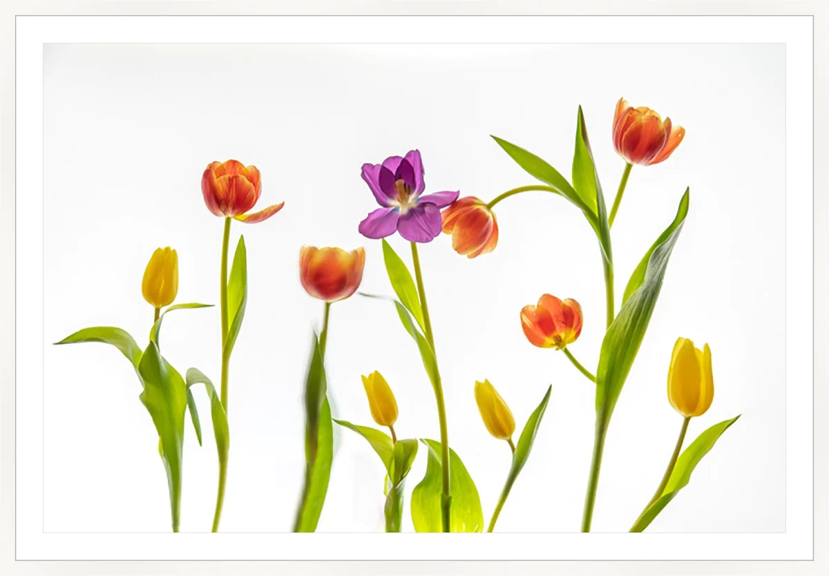 Tulip