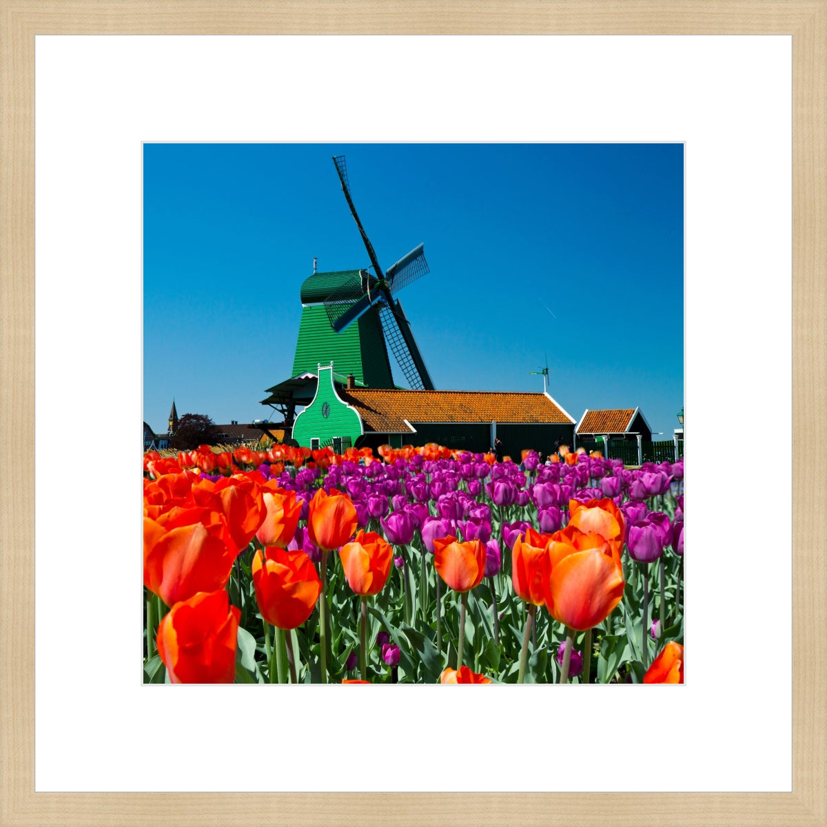 Tulip of Holland