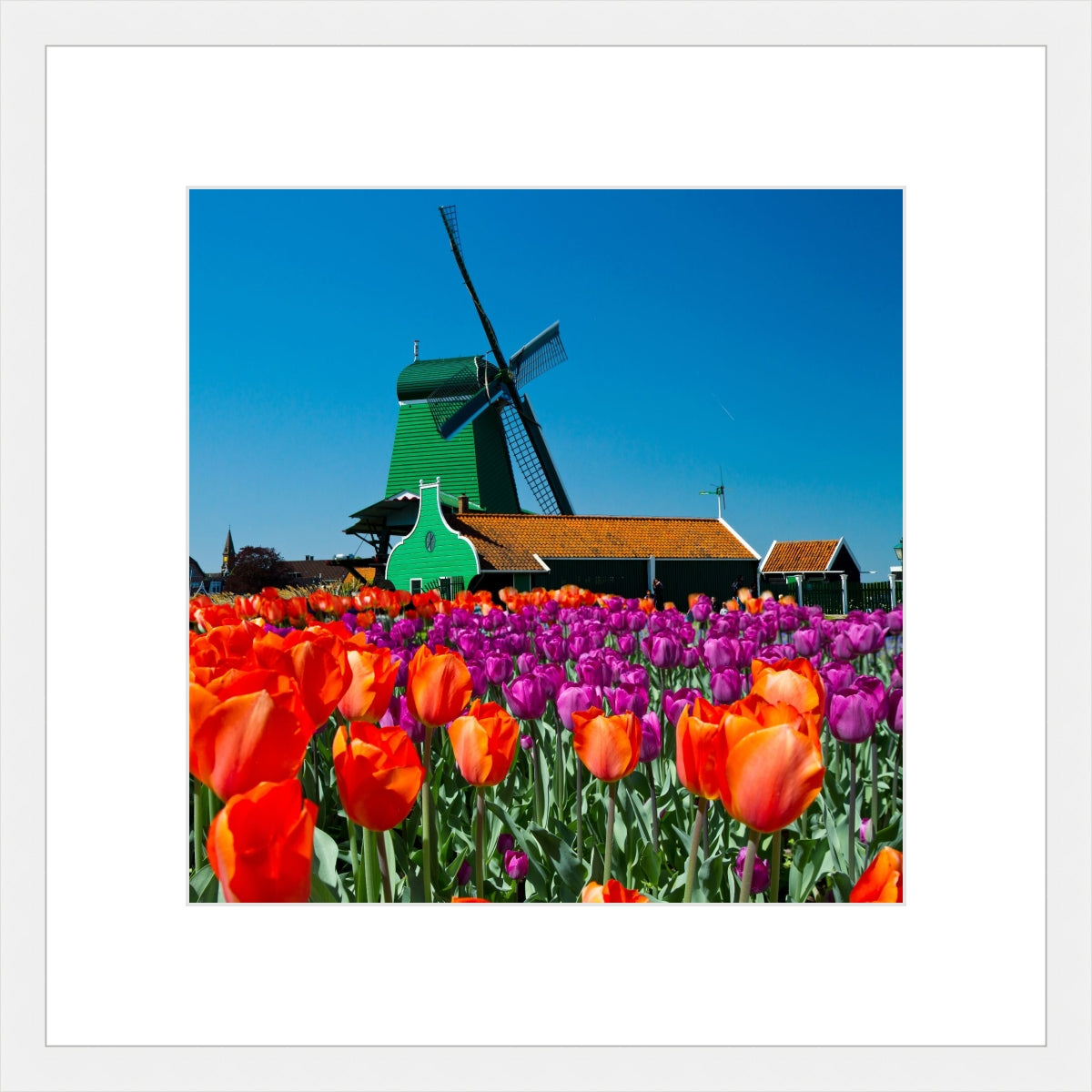 Tulip of Holland