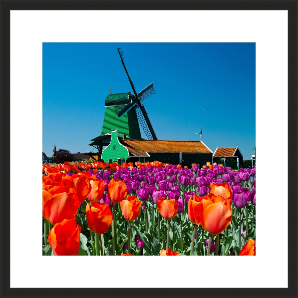 Tulip of Holland