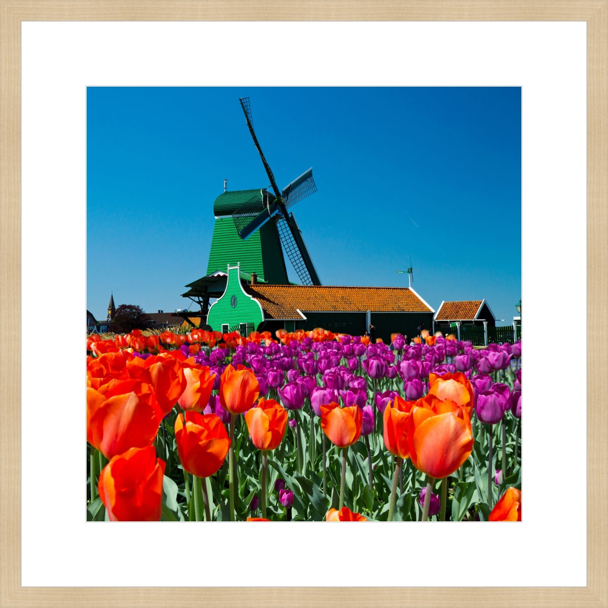 Tulip of Holland