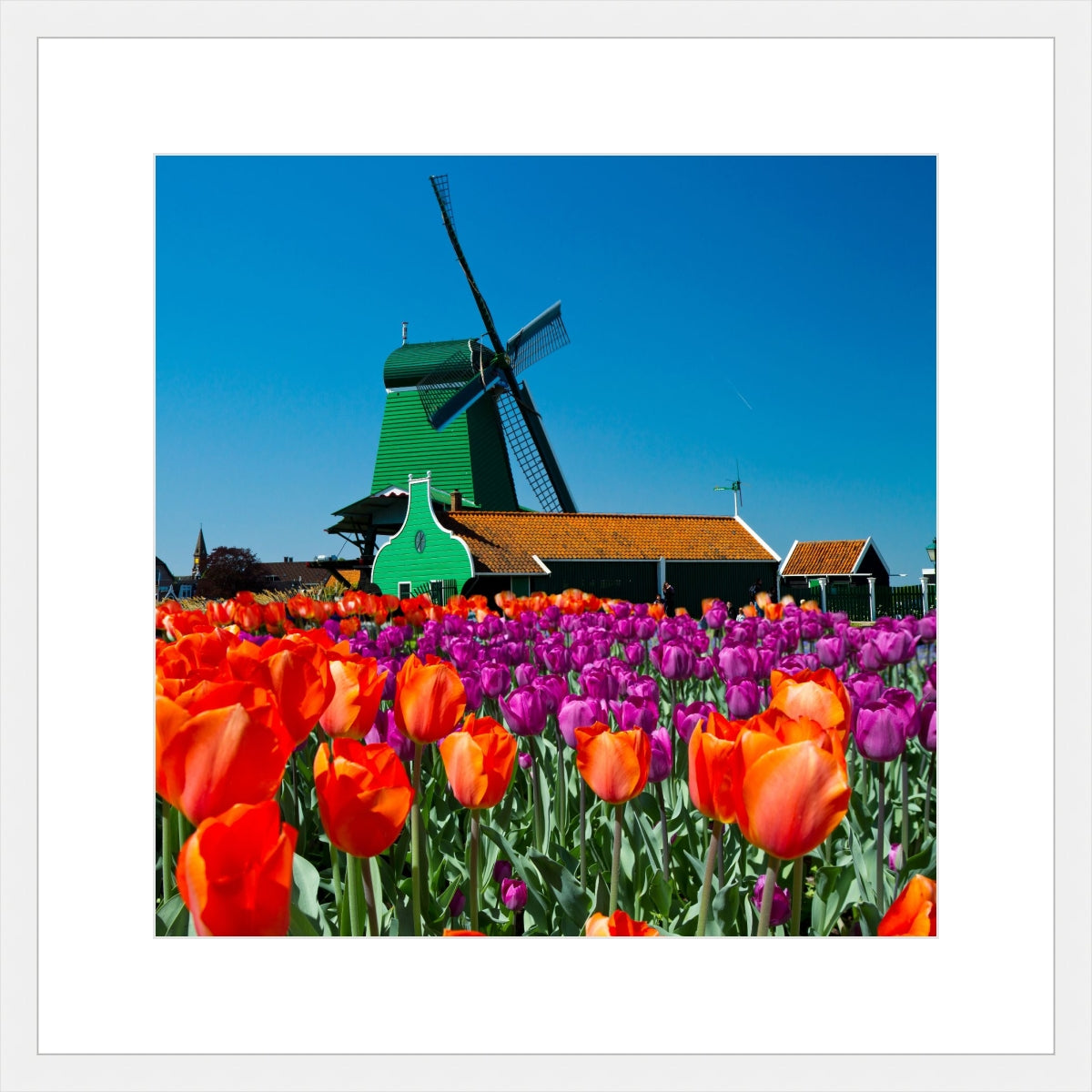 Tulip of Holland