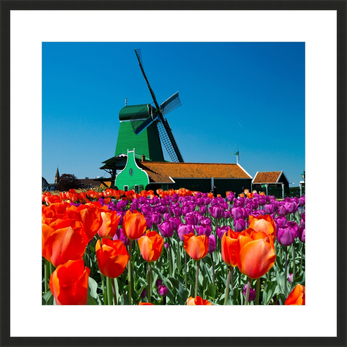 Tulip of Holland