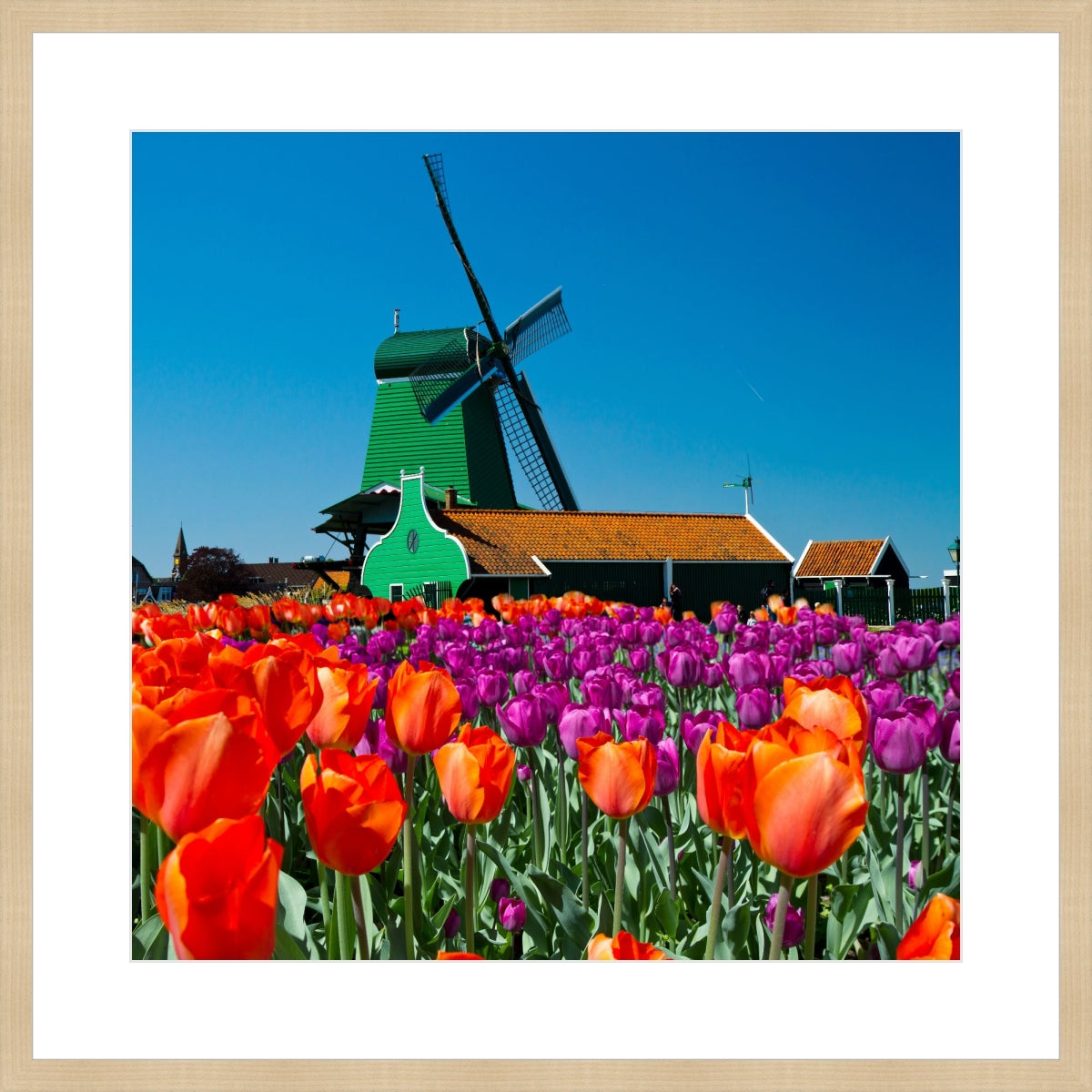Tulip of Holland