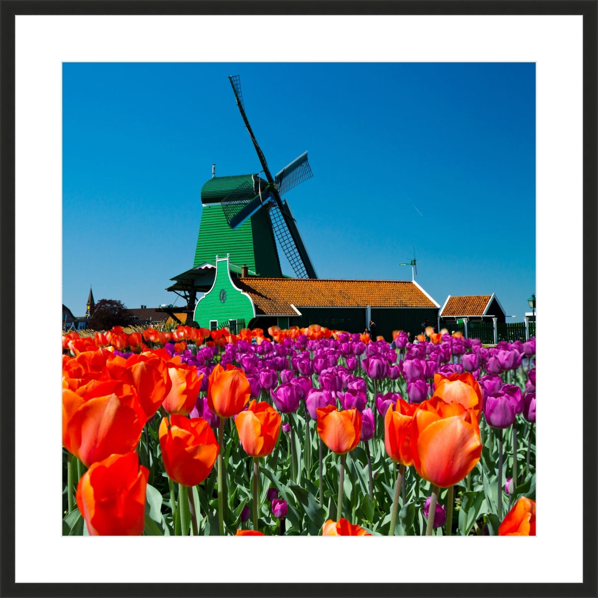 Tulip of Holland