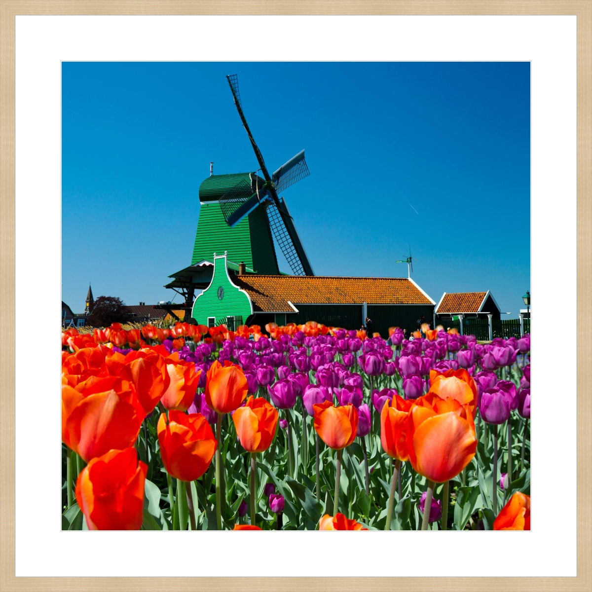 Tulip of Holland