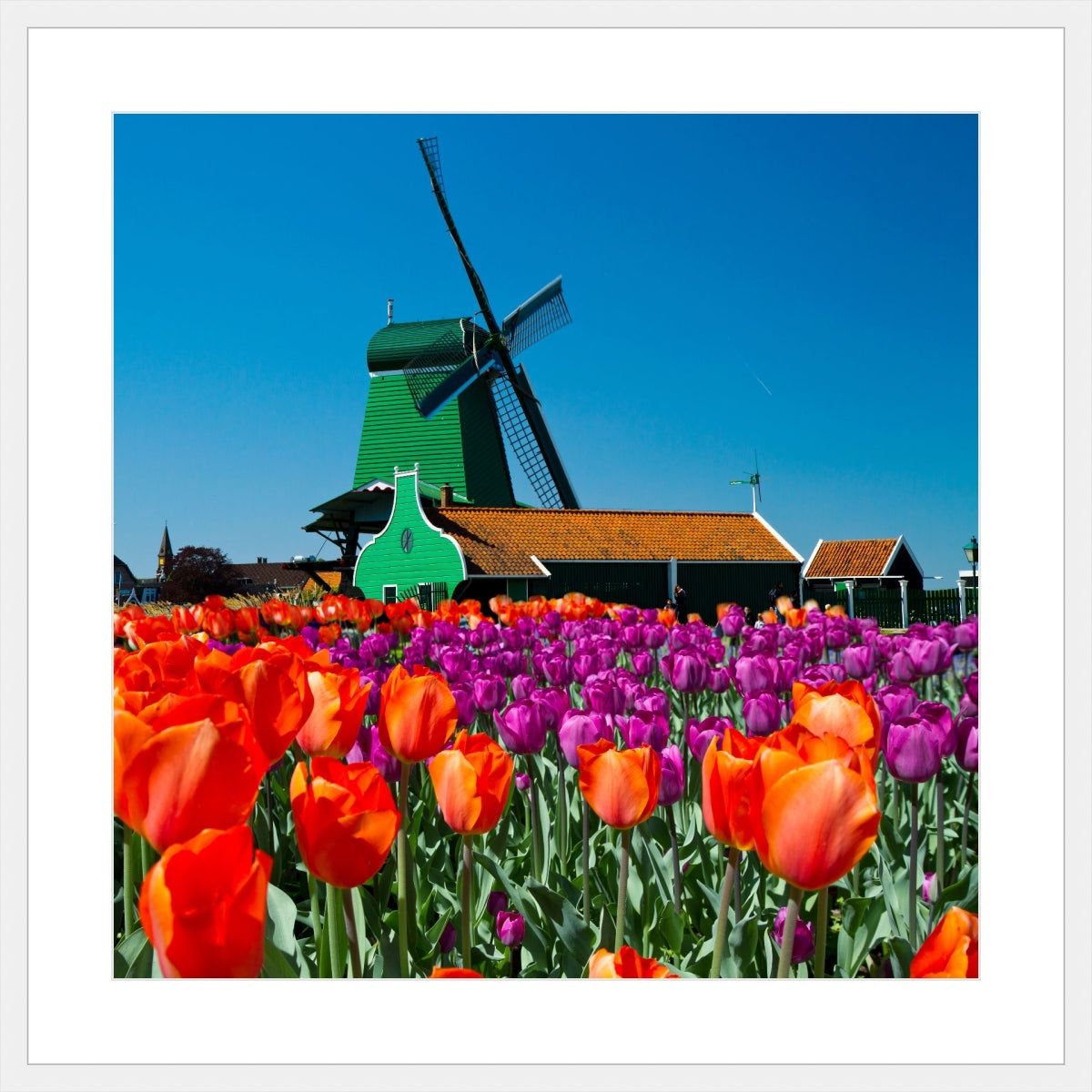 Tulip of Holland