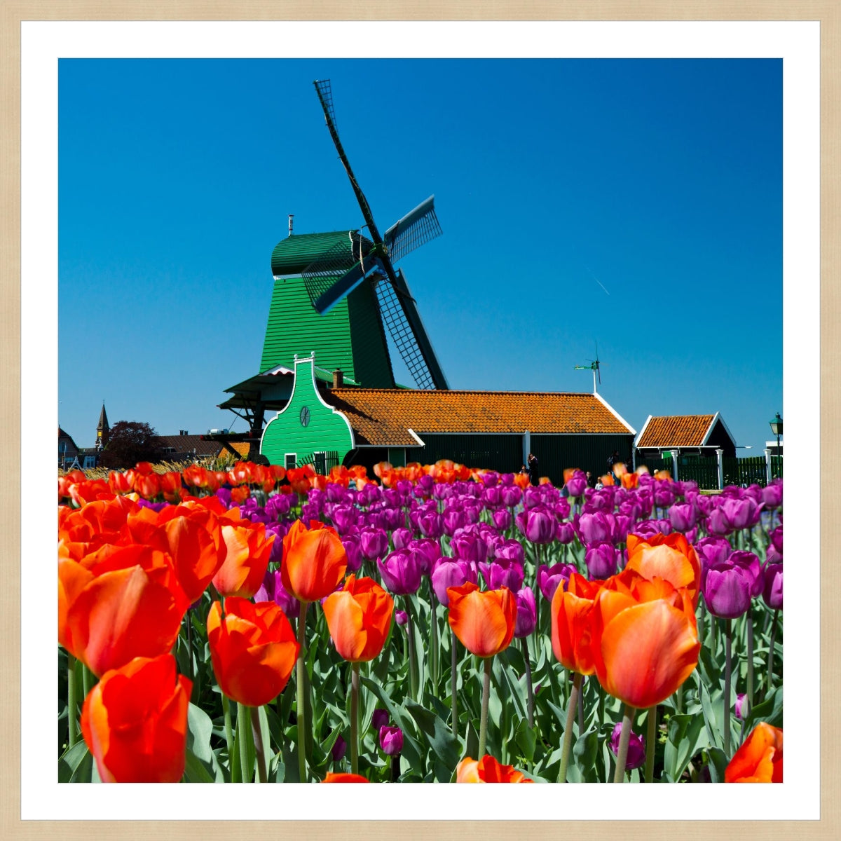 Tulip of Holland