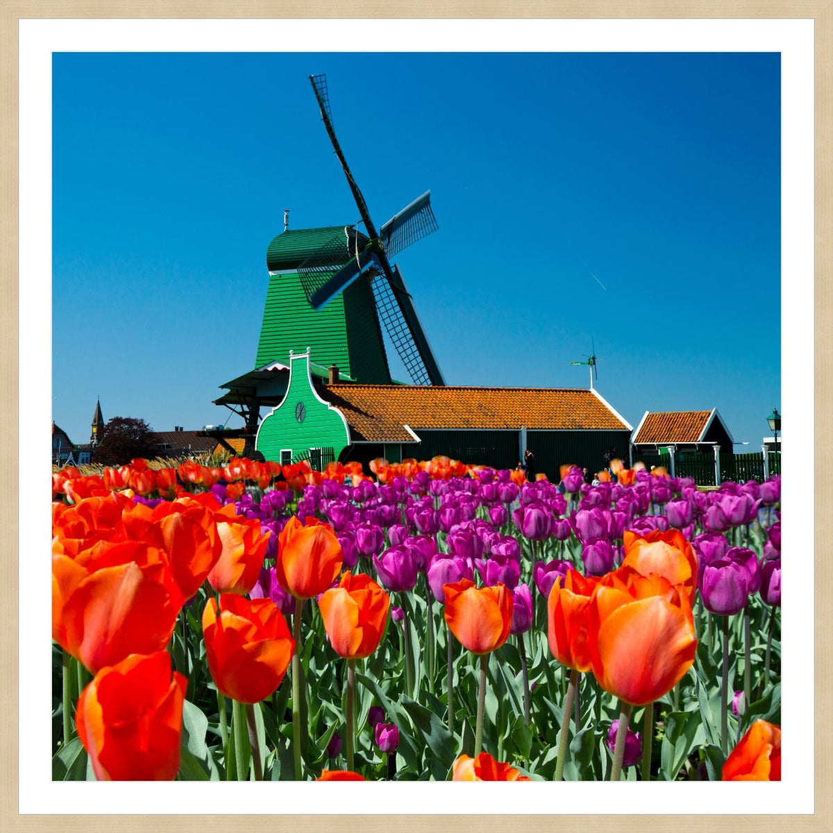 Tulip of Holland