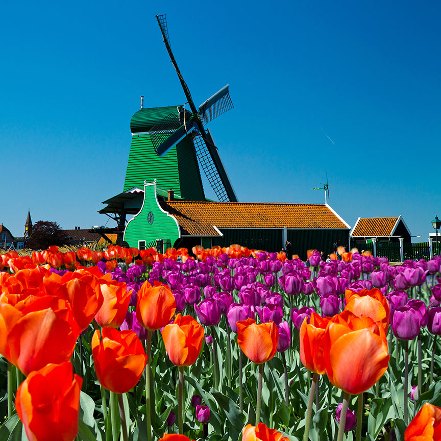 Tulip of Holland