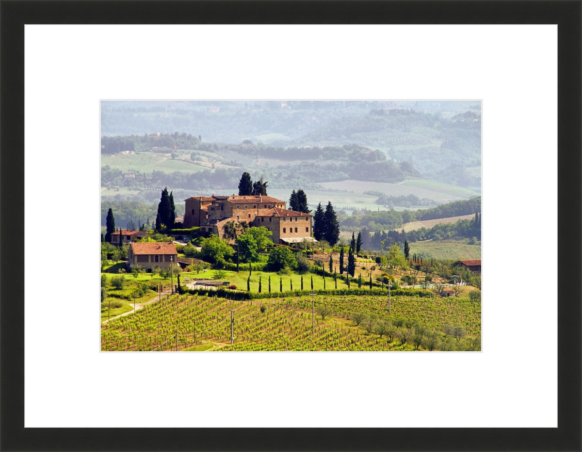 Tuscany Vineyard