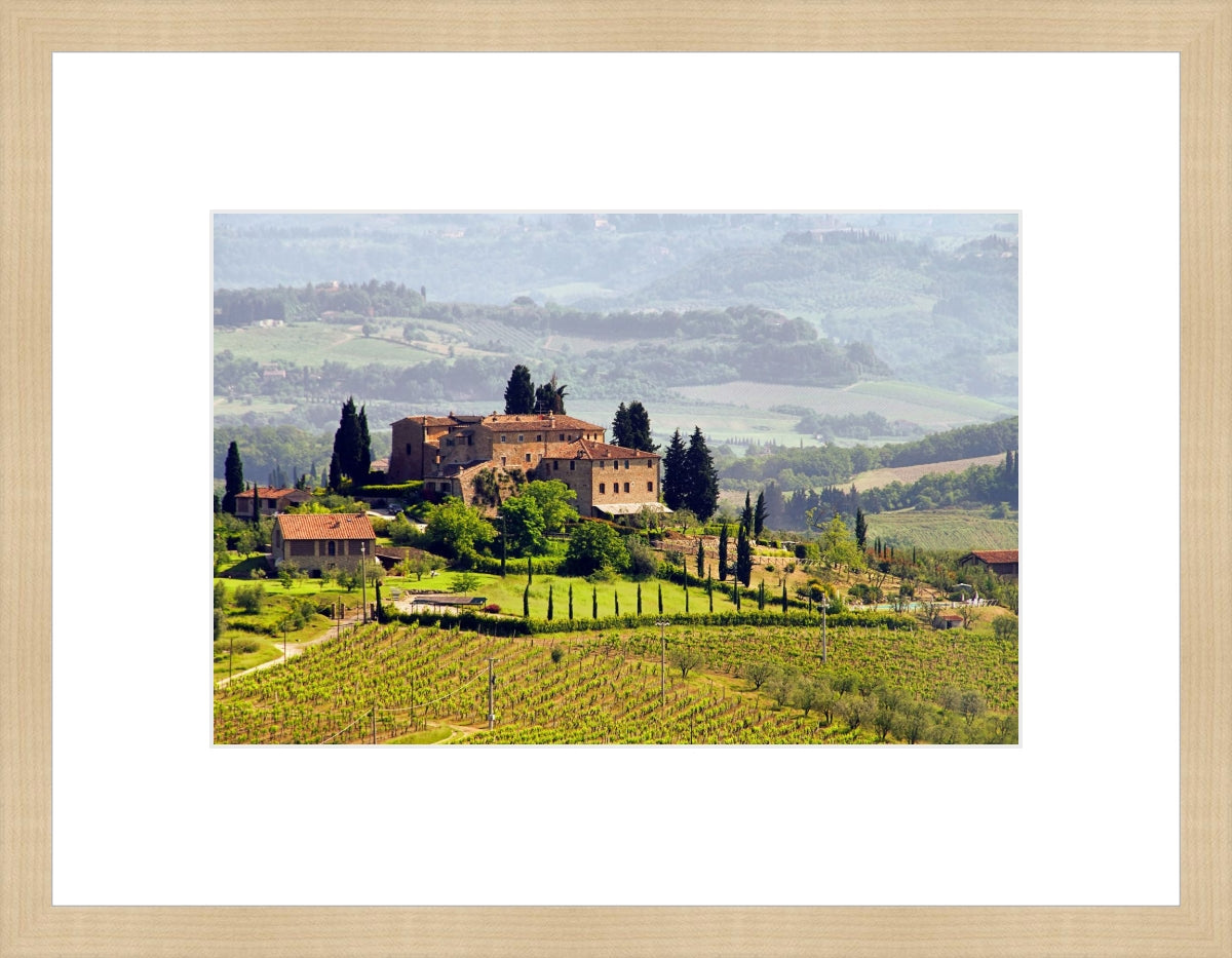 Tuscany Vineyard