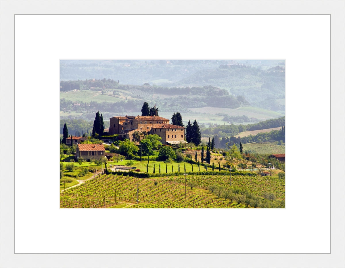 Tuscany Vineyard