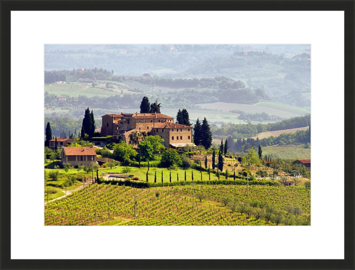 Tuscany Vineyard