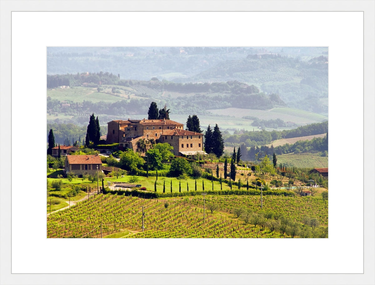 Tuscany Vineyard