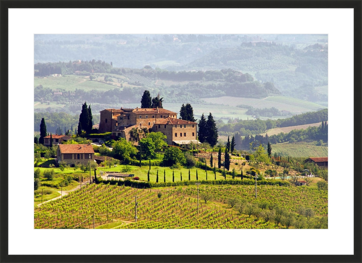 Tuscany Vineyard