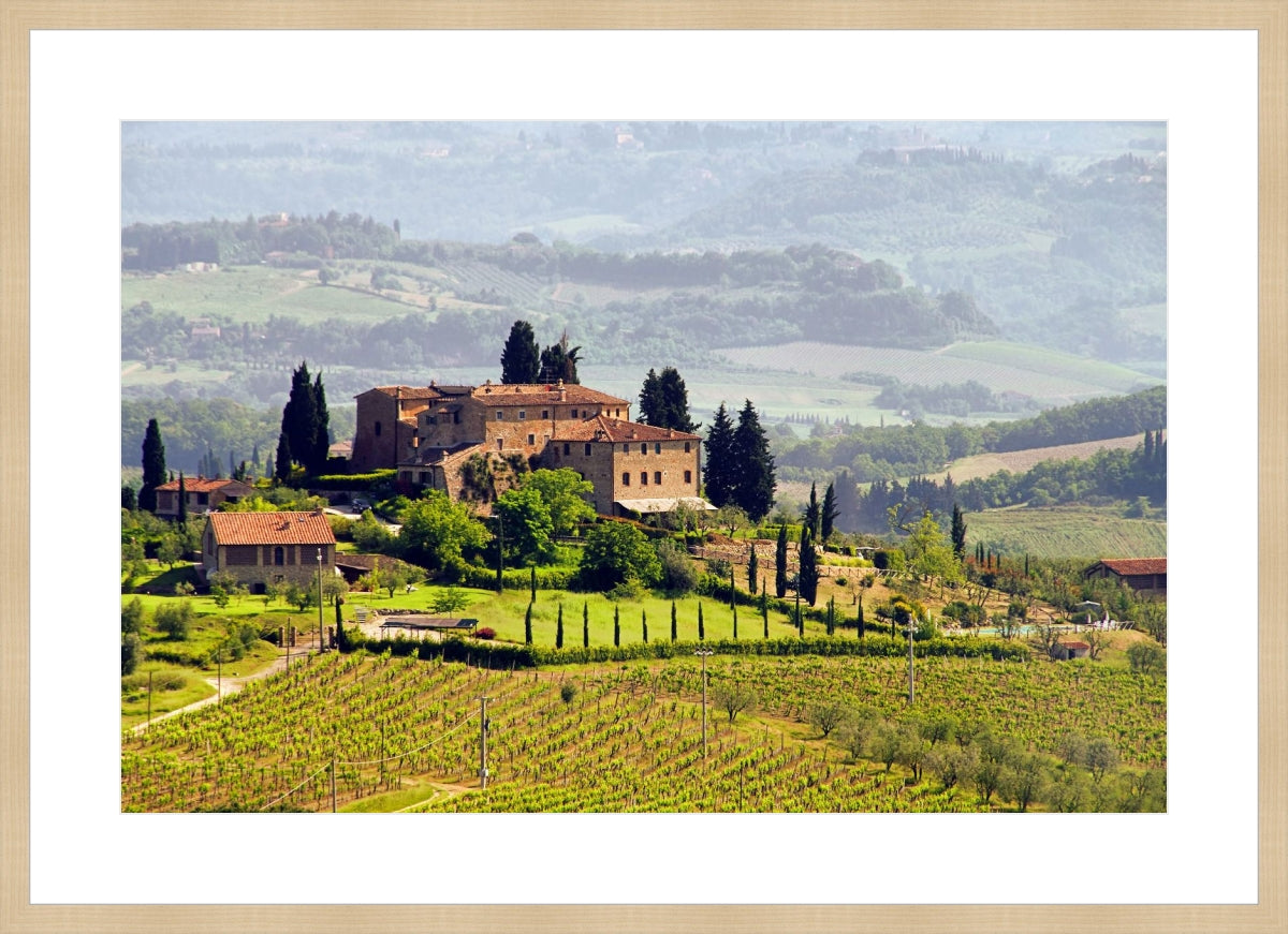 Tuscany Vineyard