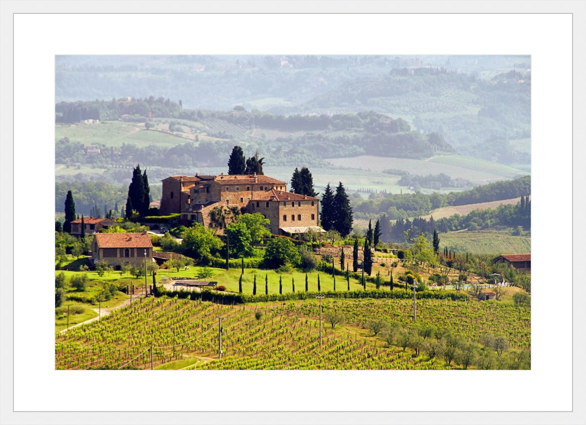 Tuscany Vineyard