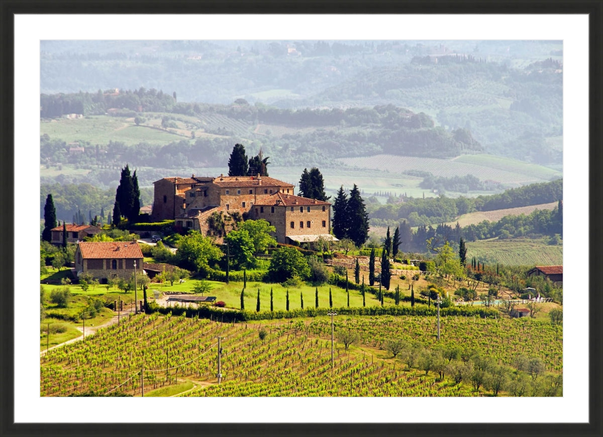 Tuscany Vineyard