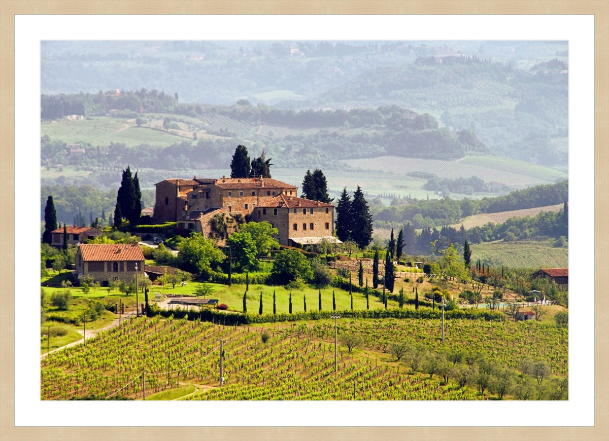 Tuscany Vineyard