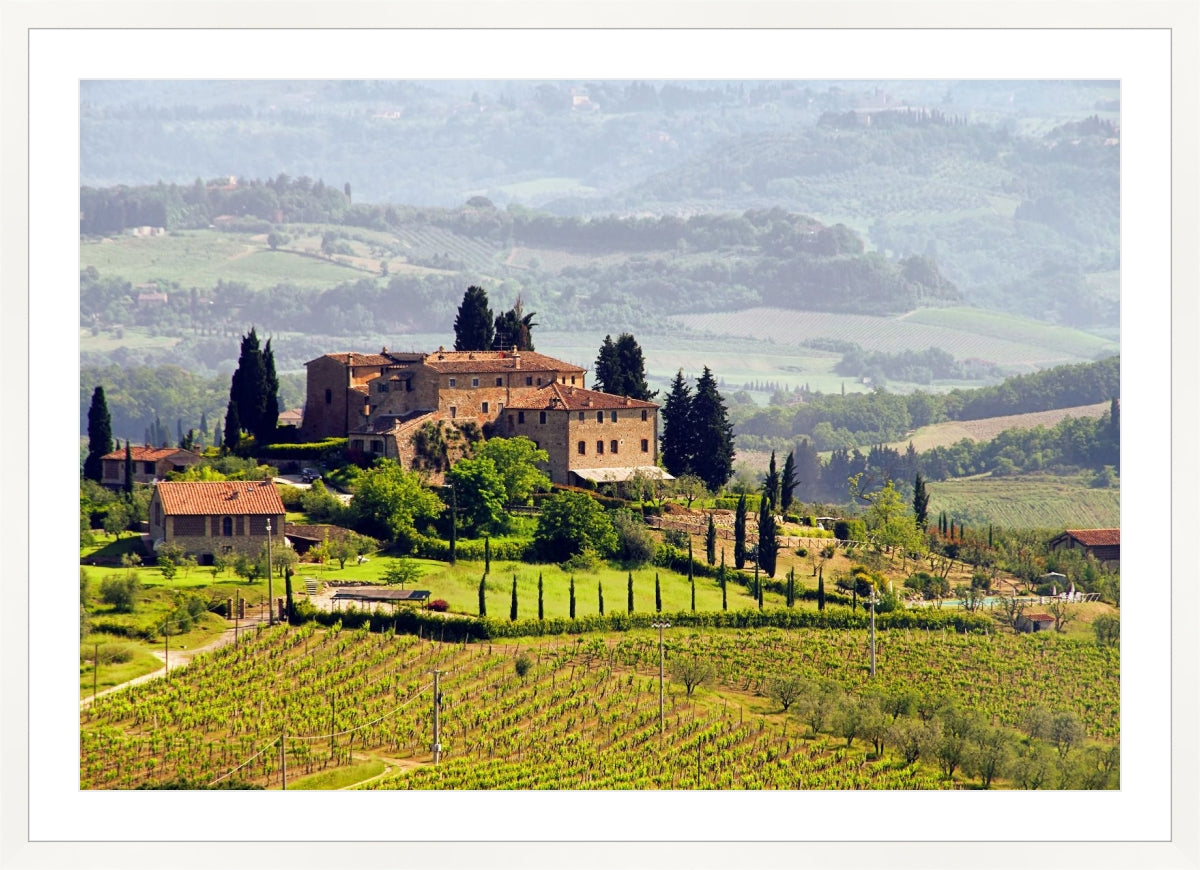 Tuscany Vineyard