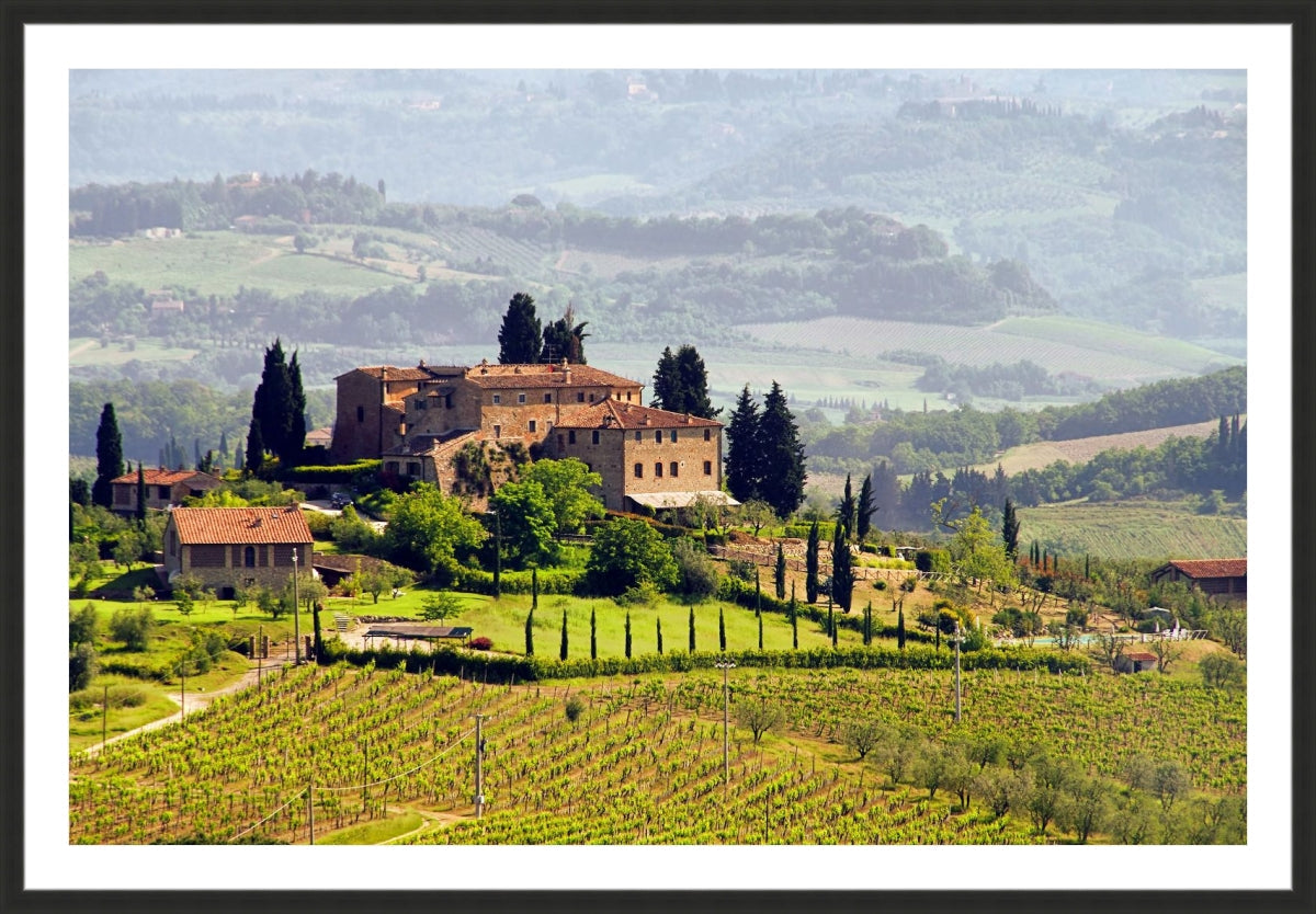 Tuscany Vineyard