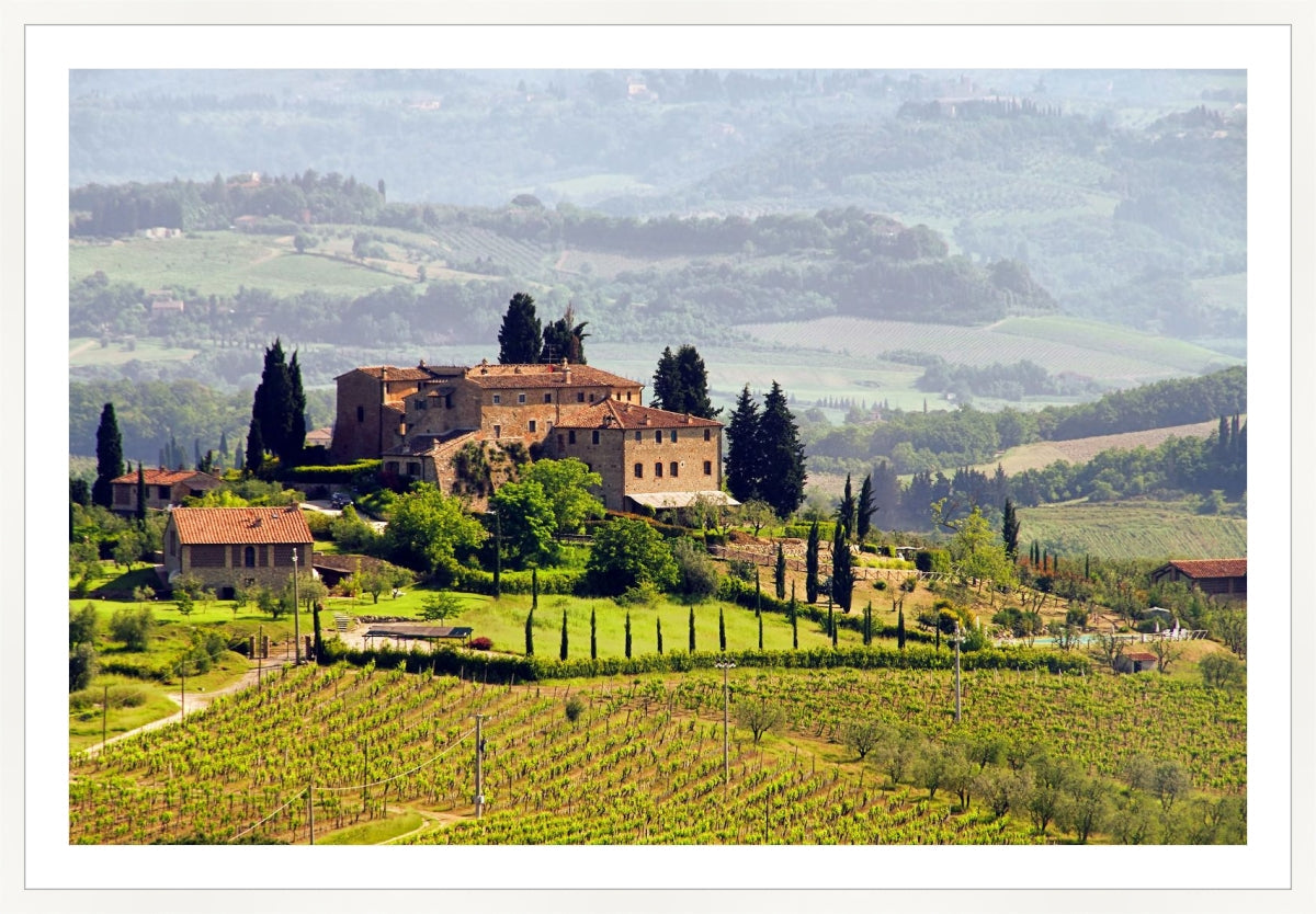 Tuscany Vineyard