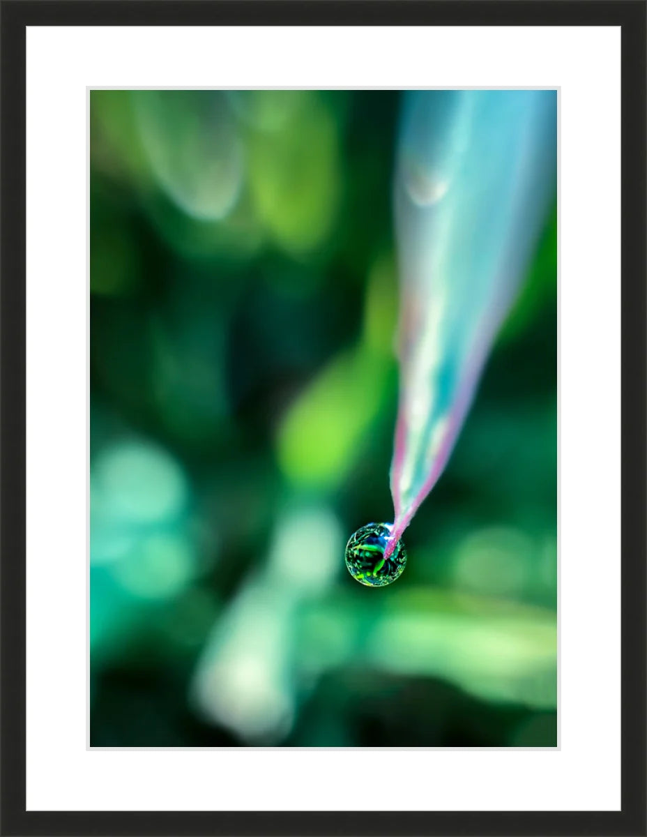 Dew