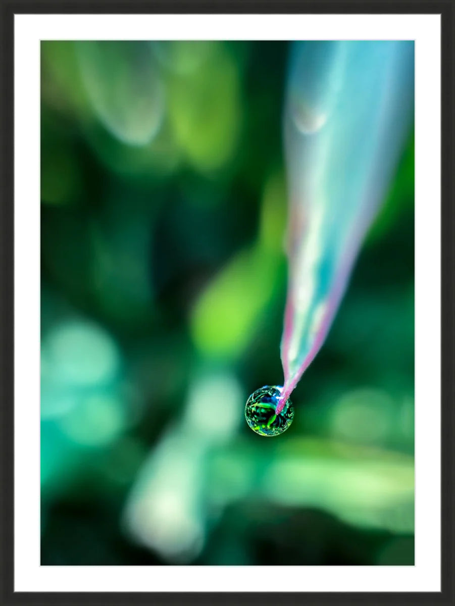 Dew