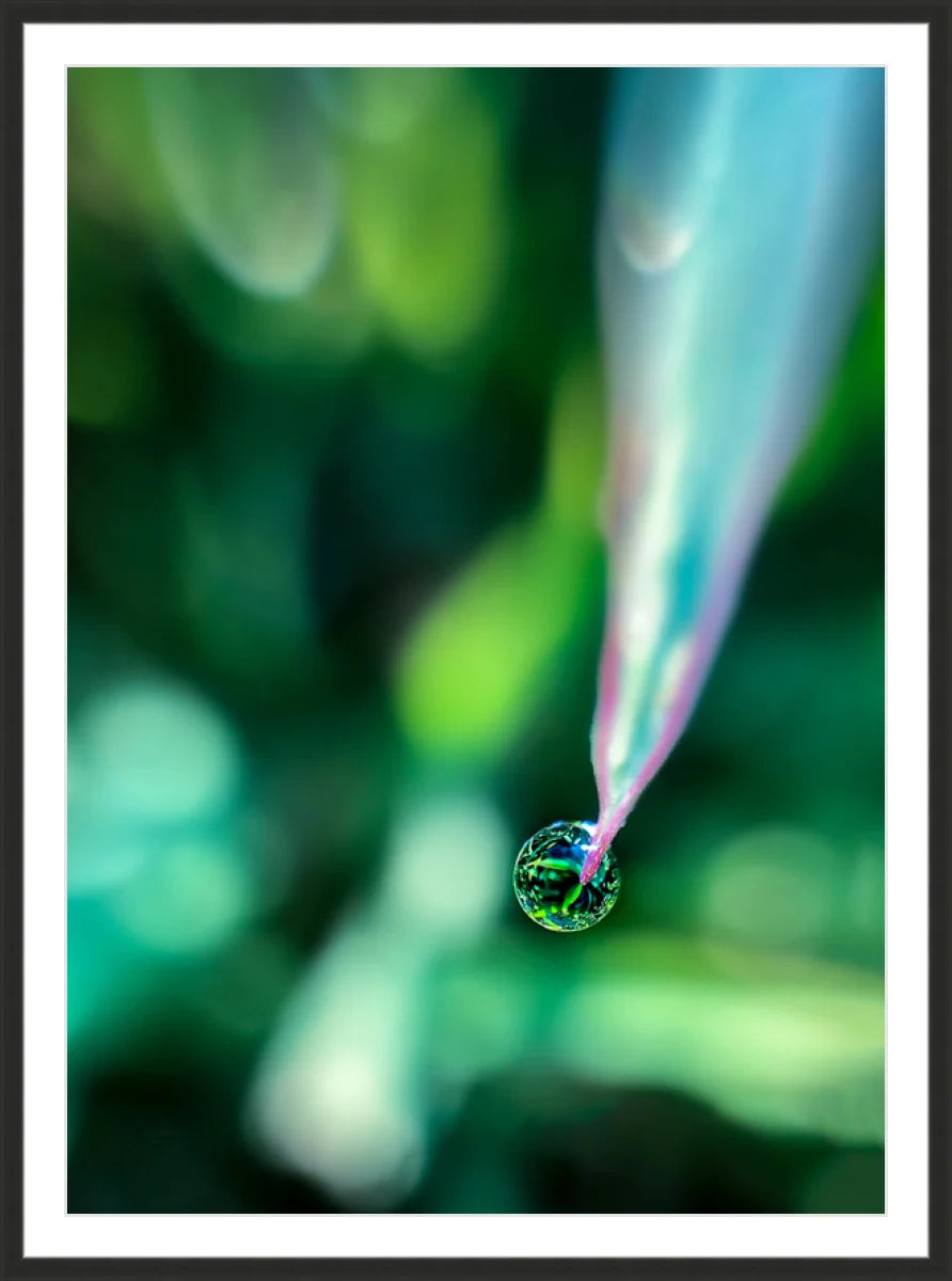 Dew
