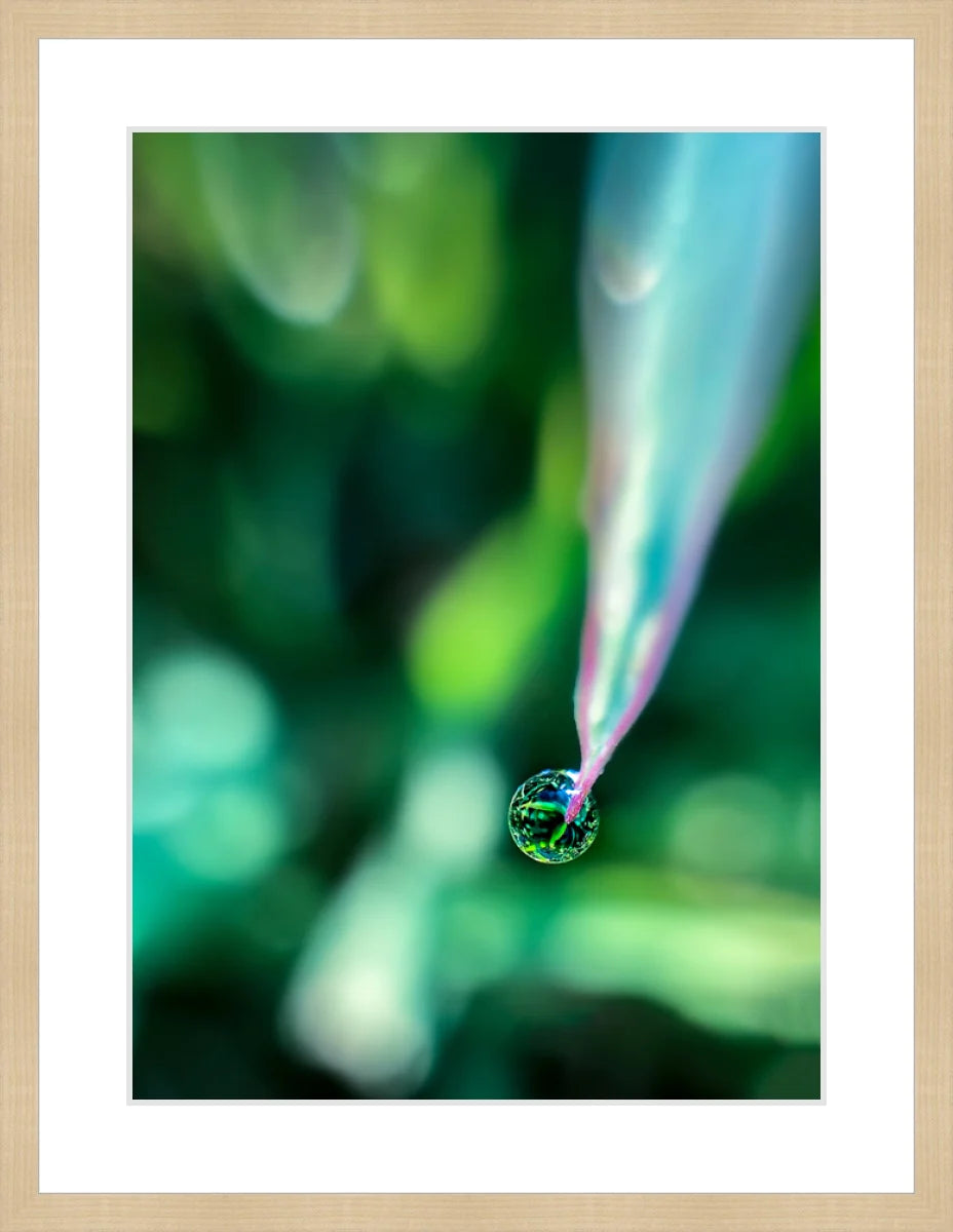 Dew