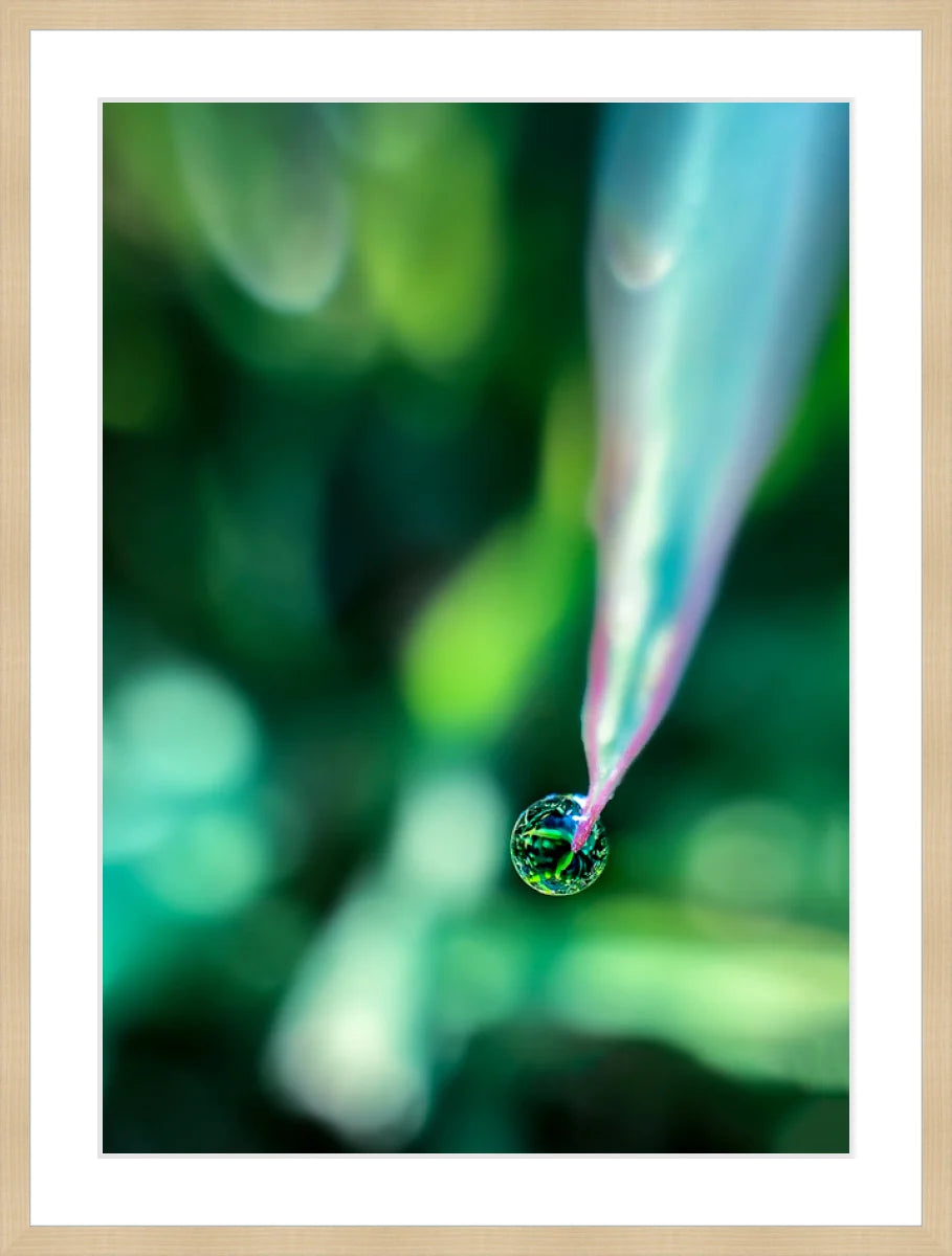 Dew