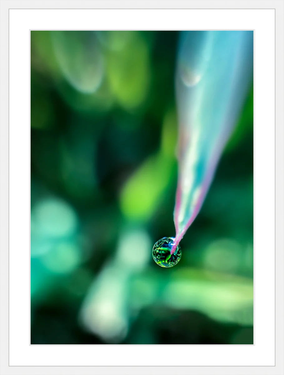 Dew