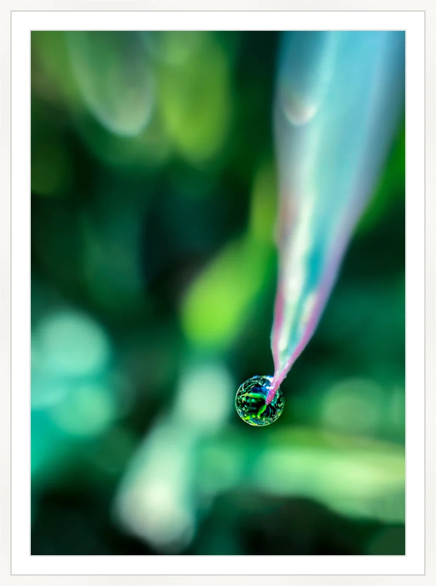 Dew
