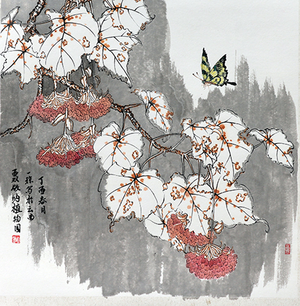 非洲芙蓉一 2017 Dombeya calantha
