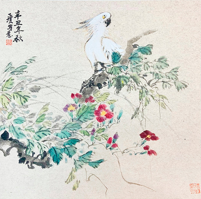 白鹦鹉 White Cockatoo