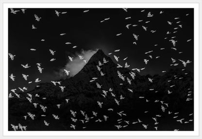 Birds and Mountain