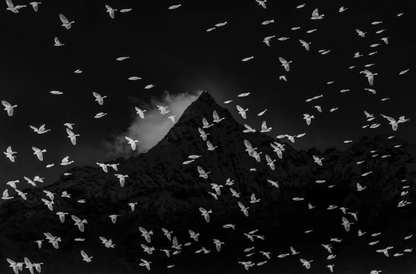 Birds and Mountain