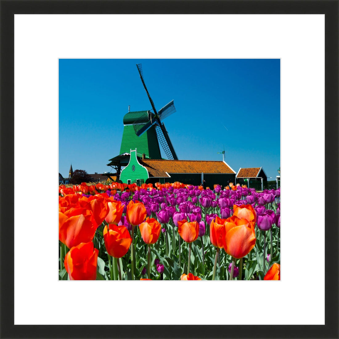 Tulip of Holland
